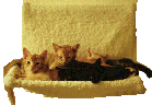 Kittens gif (8Kbyte)