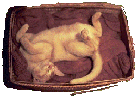 Kitten-in-a-basket gif (11Kbyte)