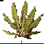 leaf (3Kbyte)